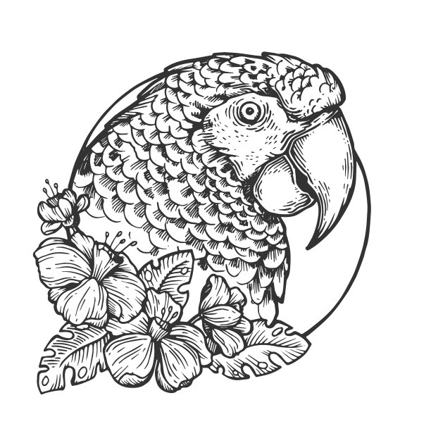 鹦鹉鸟头动物雕刻图片下载