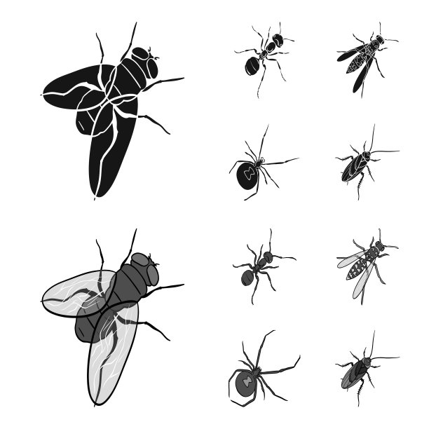 节肢动物，蜘蛛，蟑螂图片下载