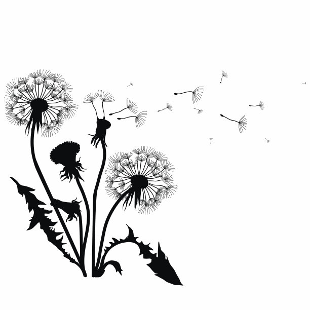 一个蒲公英的剪影与飞舞的种子黑色图片下载