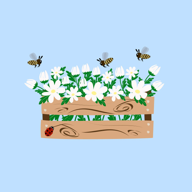 白雏菊在盒子里图片下载