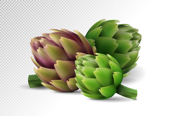 一组鲜洋蓟，孤立于白色上图片下载