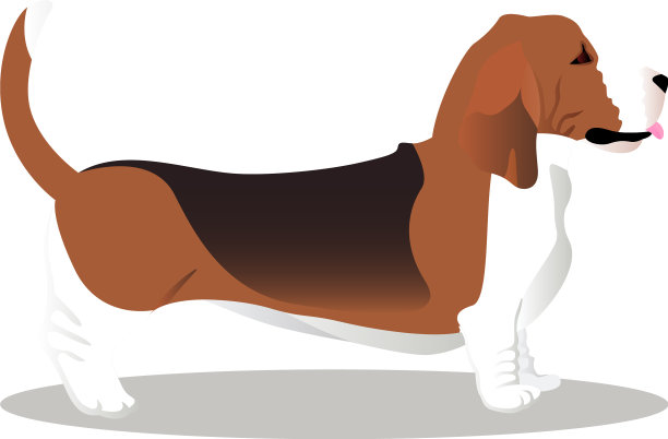 巴塞特猎犬图片下载