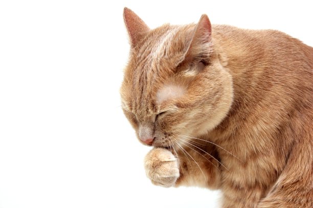红色的猫在白色的背景上洗爪子图片下载