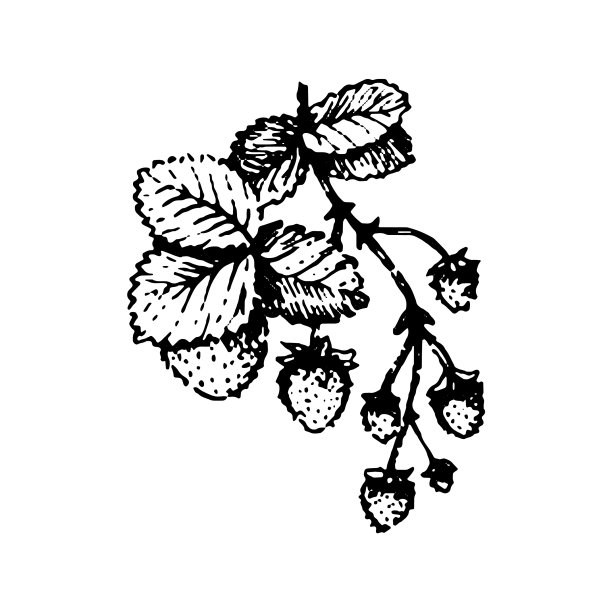 手画草莓枝手图片下载