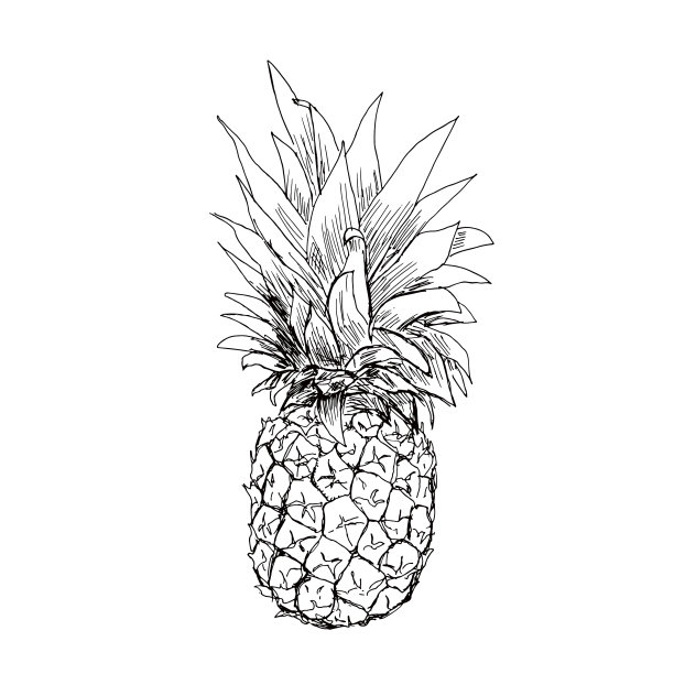 菠萝草图图片下载