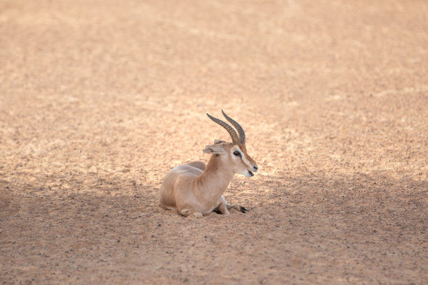 单只瞪羚在阴凉处休息图片下载