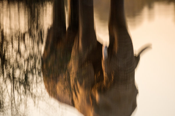 大象在水中倒影的抽象特写照片图片下载