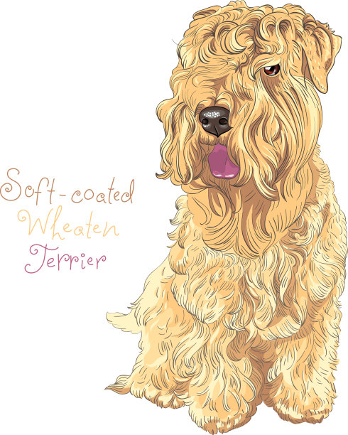 软毛麦梗犬图片下载