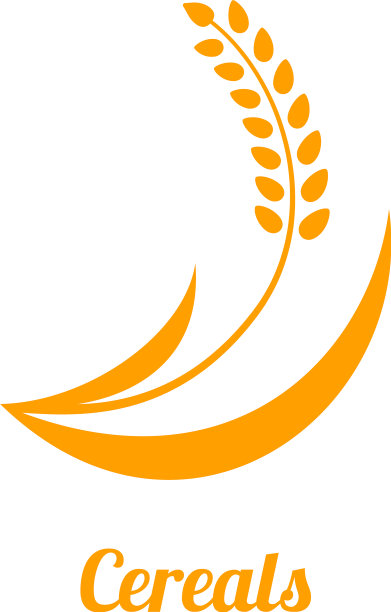 小麦穗黄色孤立在白色背景上图片下载