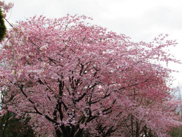 美丽的樱花树盛开在春天图片下载