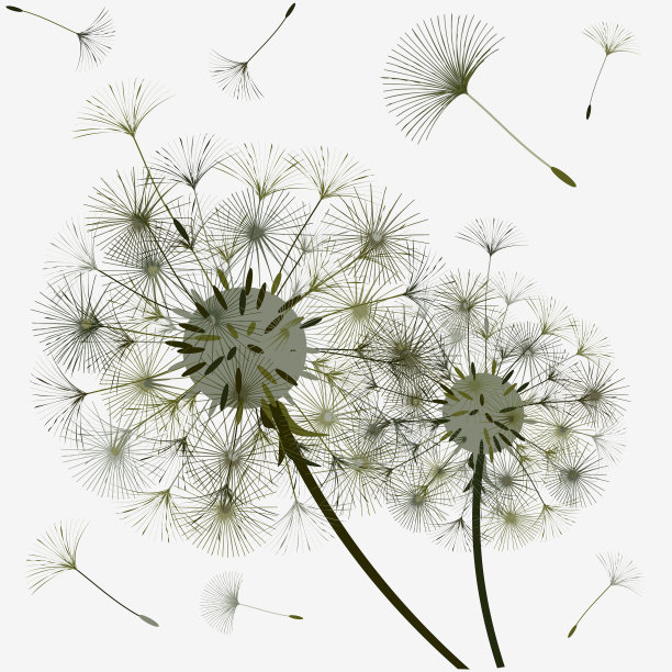 抽象的蒲公英背景设计图片下载