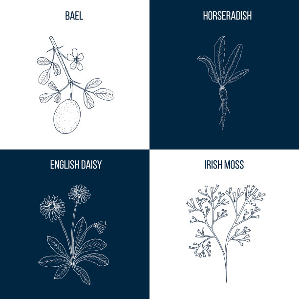 一套四种可食用和药用植物图片下载