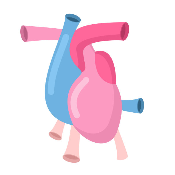 心脏解剖分离心房和心室图片下载