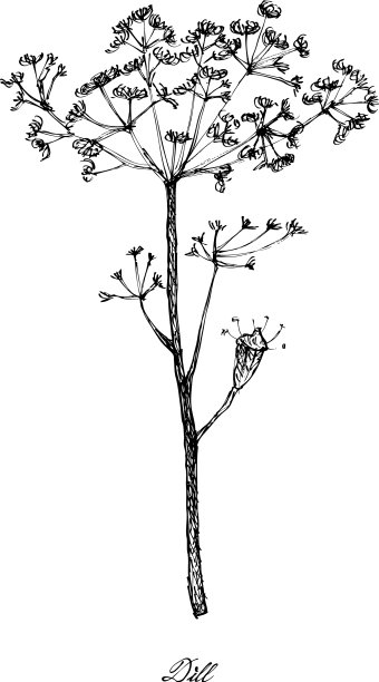 手工绘制的莳萝植物在白色的背景图片下载