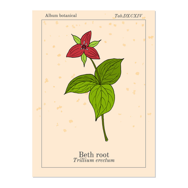 贝丝根延生直立或醒罗宾图片下载