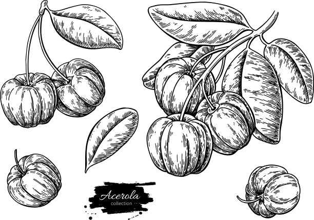 针叶水果画集巴巴多斯樱桃图片下载