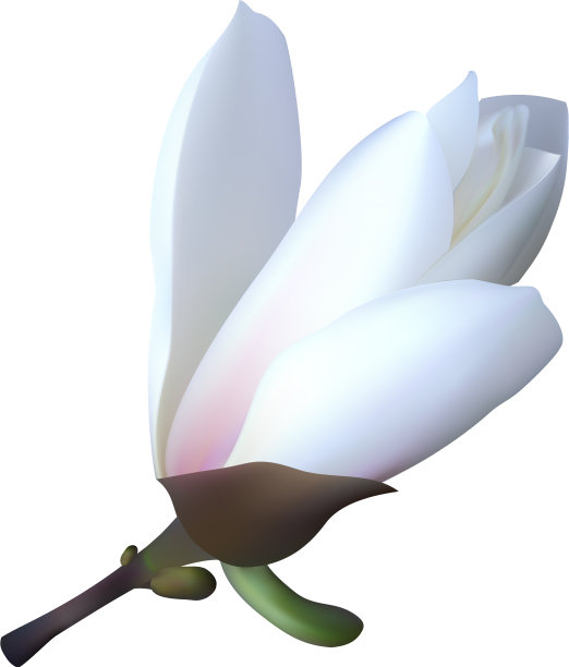 3d现实木兰白花图片下载