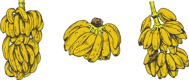 香蕉水果速写图片下载