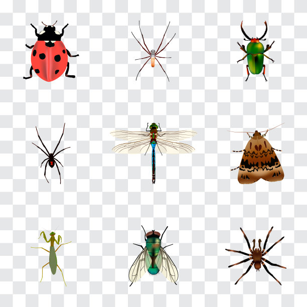 一套昆虫逼真的符号与蜘蛛图片下载