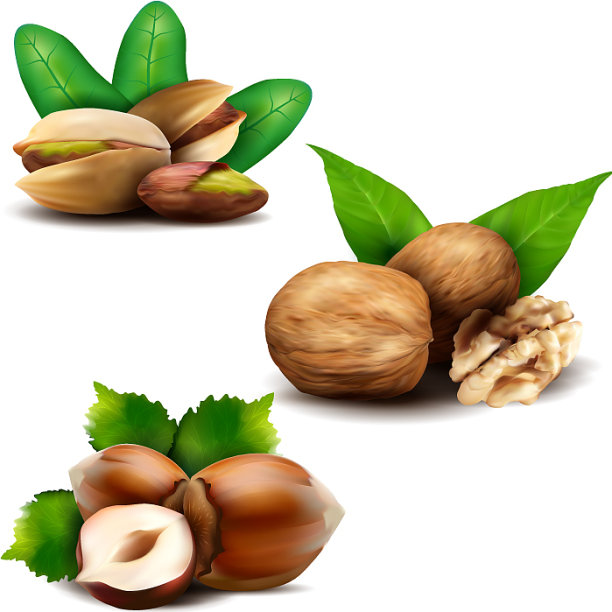 一套现实的坚果与树叶图片下载