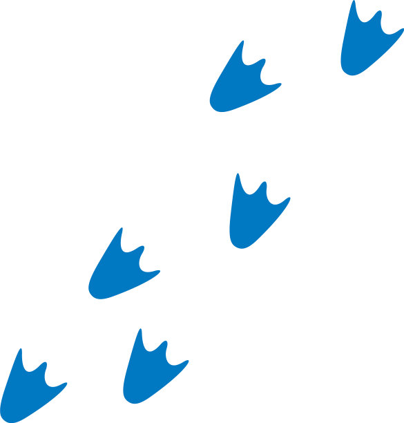 鸭子或企鹅脚印图片下载