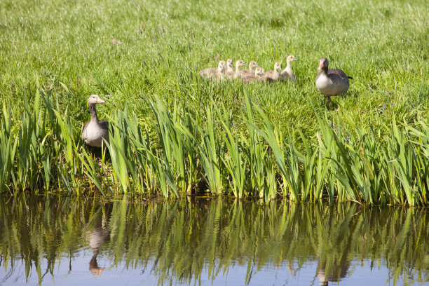 在运河水附近的草地上的鹅家族图片下载