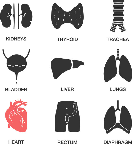 人体内部器官字形图标集图片下载