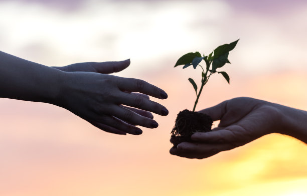 在日落时给辣椒苗的人图片下载