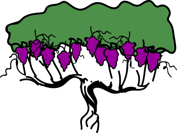 收获时间。葡萄植株成熟的葡萄串和绿色的叶子孤立在白色的背景图片下载