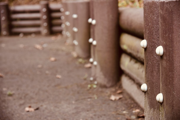 木制防护墙上的白色塑料螺丝图片下载