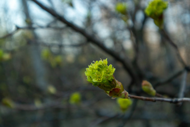 枫花。森林盛开的枫树。特写照片。图片下载