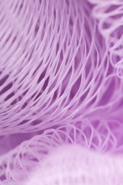 沐浴海绵的特写。微距照片与散景。图片下载