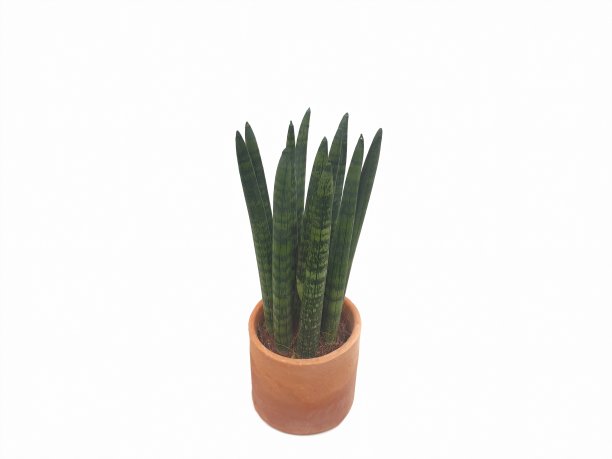 白底上的白瓷缸中有白柱白柱图片下载