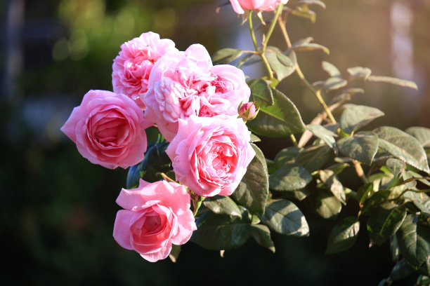 粉红色的英国玫瑰盛开在夏季花园，最芬芳的花之一，最好的闻，美丽和浪漫的花图片下载
