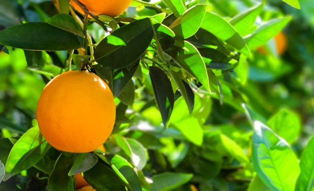 橙色和阳光图片下载