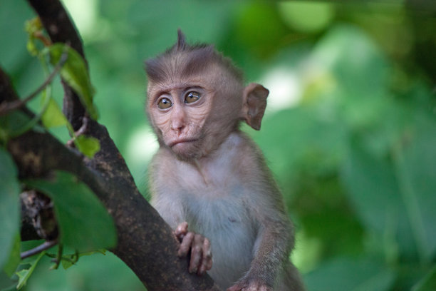 可爱的猴子图片下载