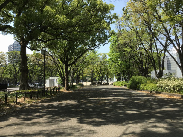 茂盛的公园图片下载