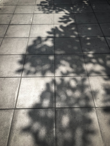 空的人行道上只有树的光和影图片下载