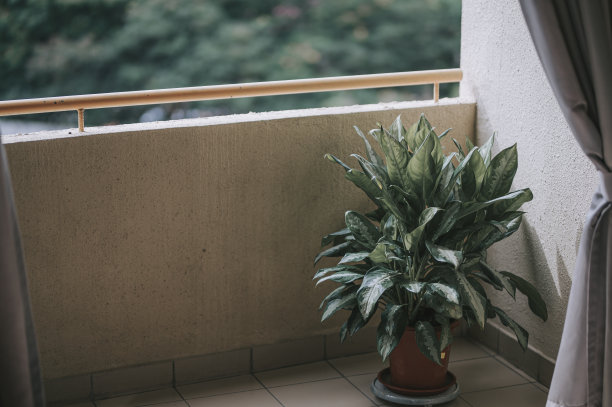 中午阳台上的一盆植物图片下载