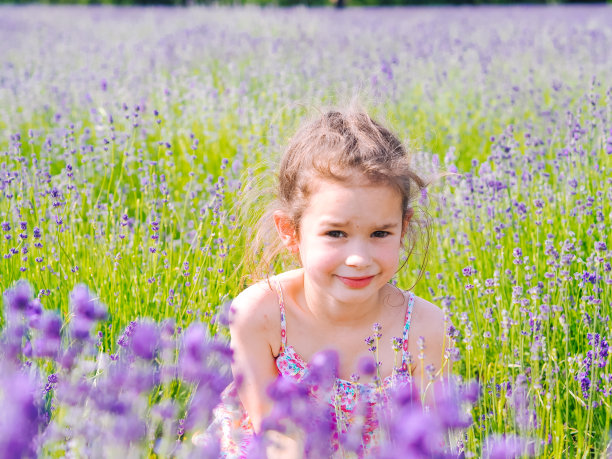 穿着衣服的小女孩坐在普罗旺斯薰衣草田之间。在夏日阳光下盛开的紫色薰衣草田。图片下载