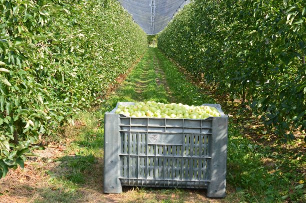 苹果丰收图片下载