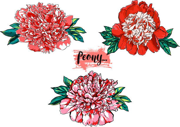 手绘牡丹花组图片下载