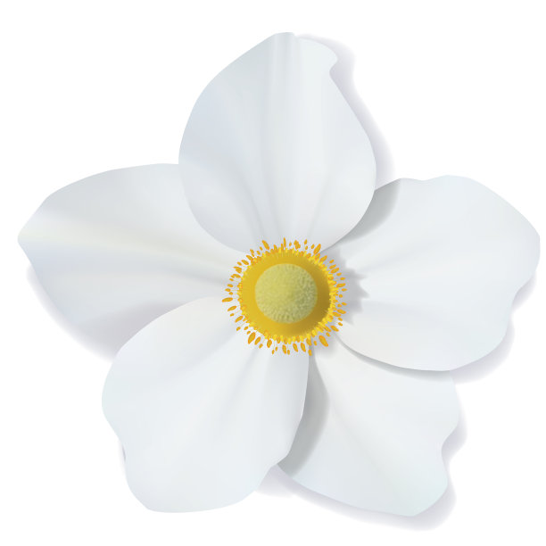 白色水仙花孤立在白色上图片下载