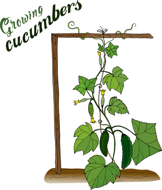 蔬菜，黄瓜，在花园里种庄稼图片下载