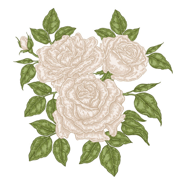 手工绘制的白玫瑰花和叶子的年份图片下载