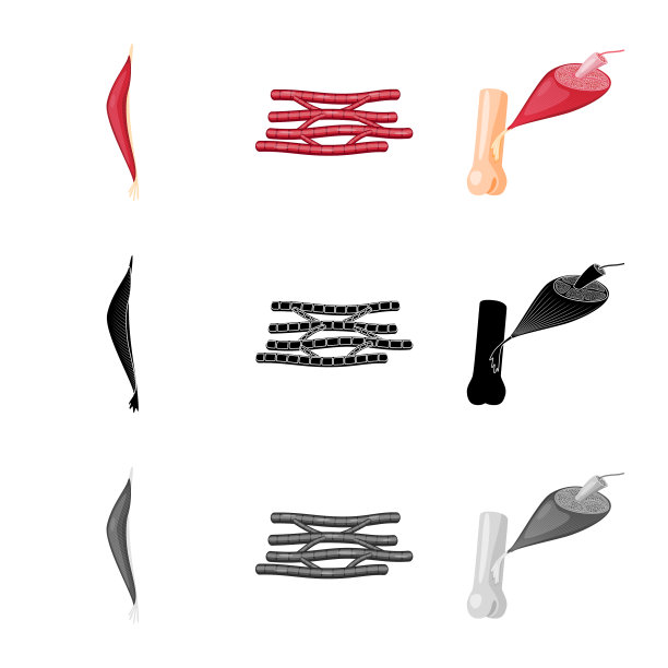 纤维和肌肉标志图片下载