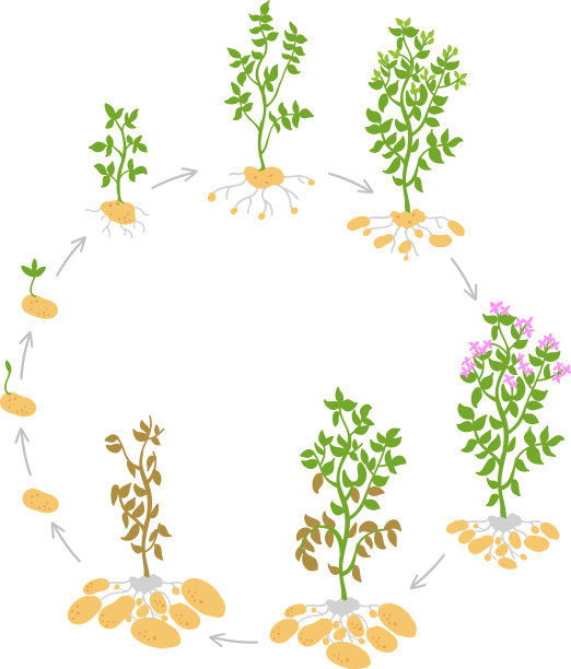 马铃薯的生命周期和作物阶段图片下载