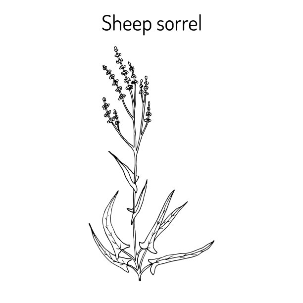 羊酸模酸模草或酸草图片下载