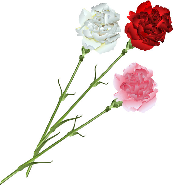 一束白色、粉红色和红色的康乃馨图片下载
