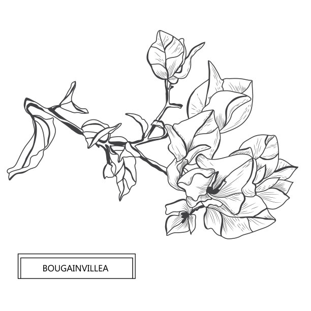 手绘花卉装饰图片下载